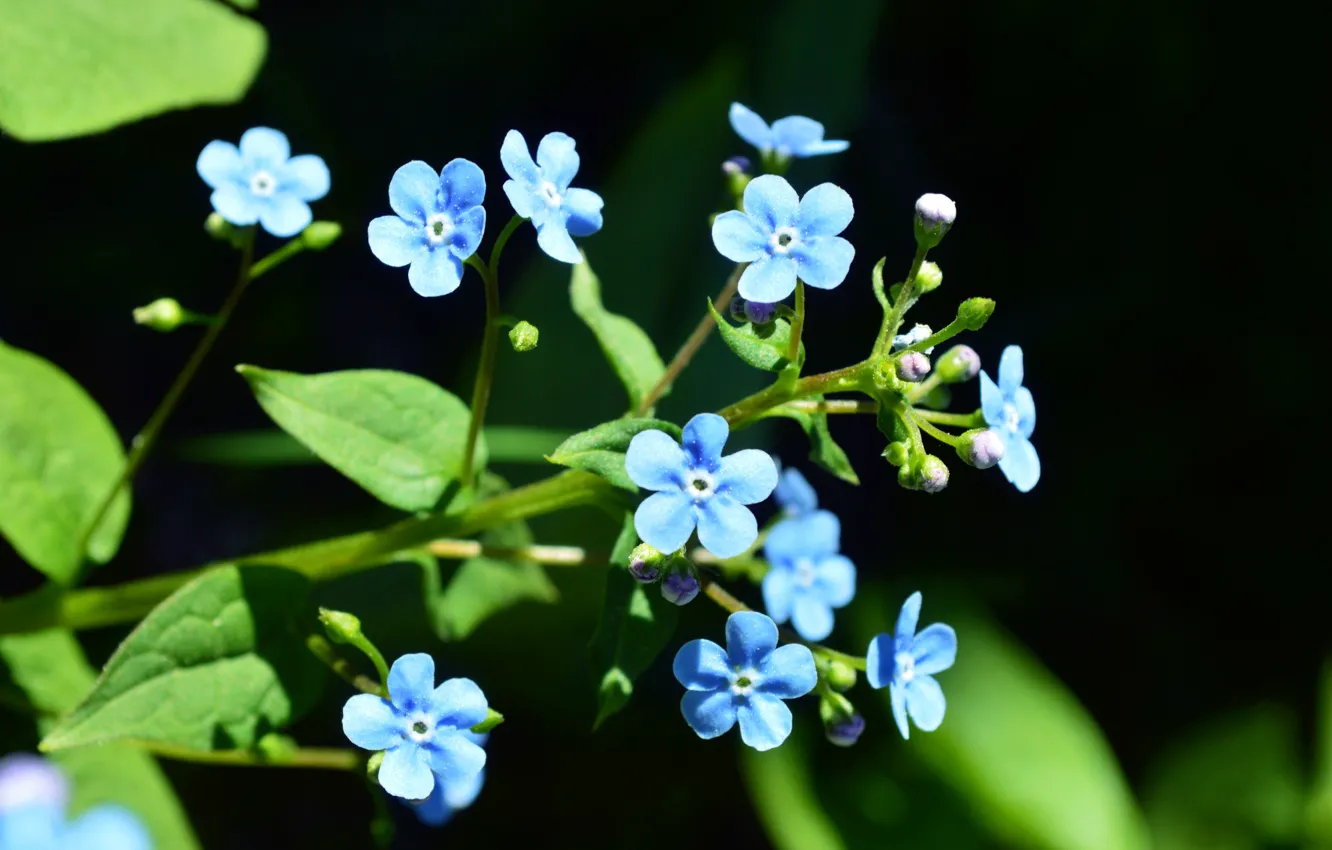 Фото обои цветы, голубой, голубые цветы