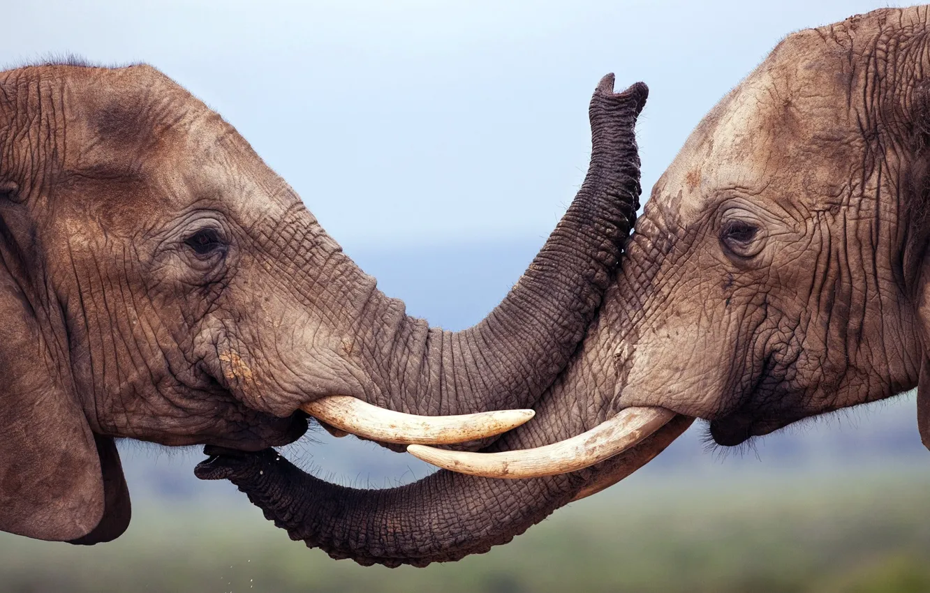 Фото обои love, animals, fun, wildlife, Elephant