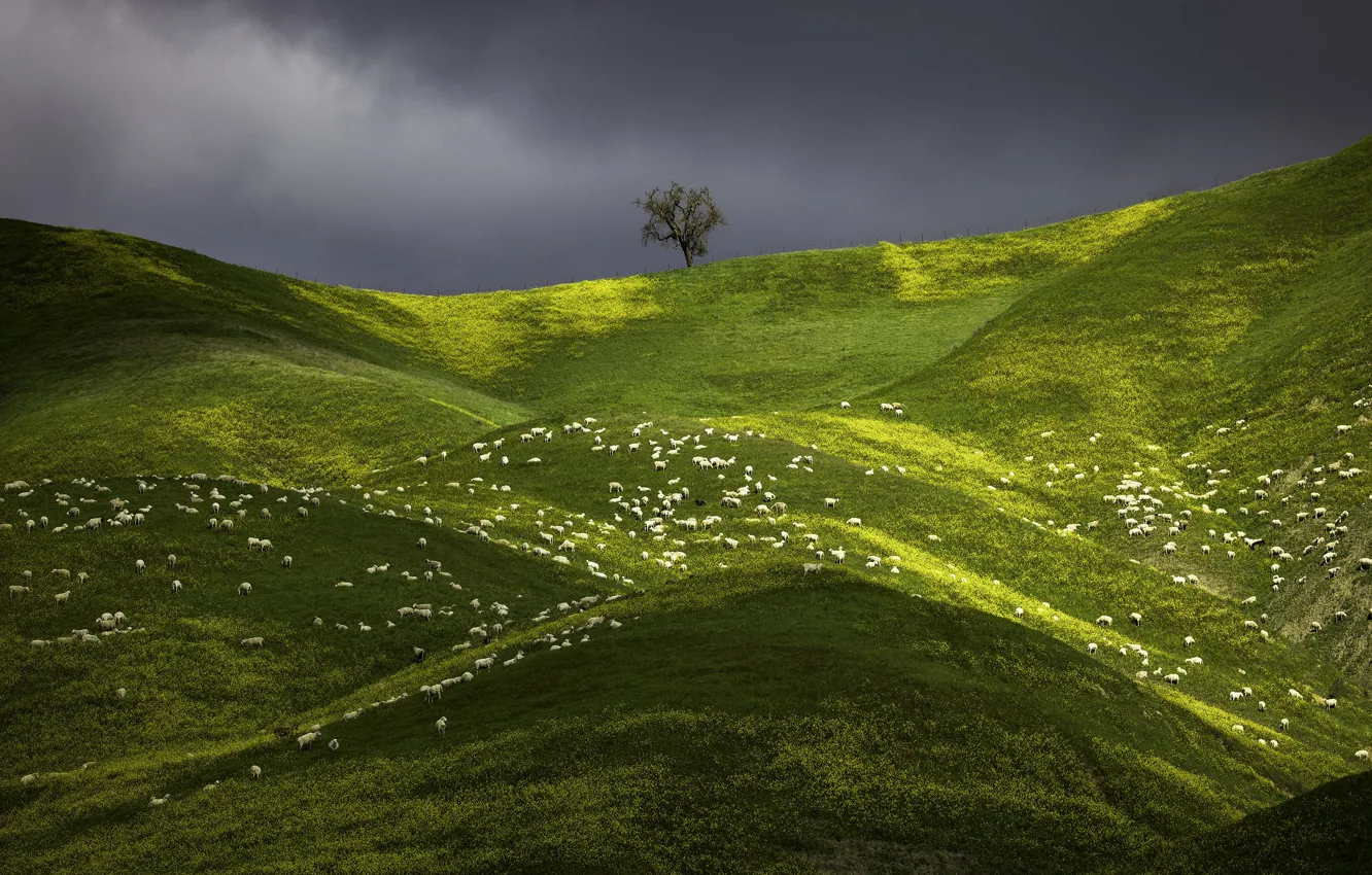 Фото обои зелень, трава, горы, дерево, холмы, склоны, овцы, весна