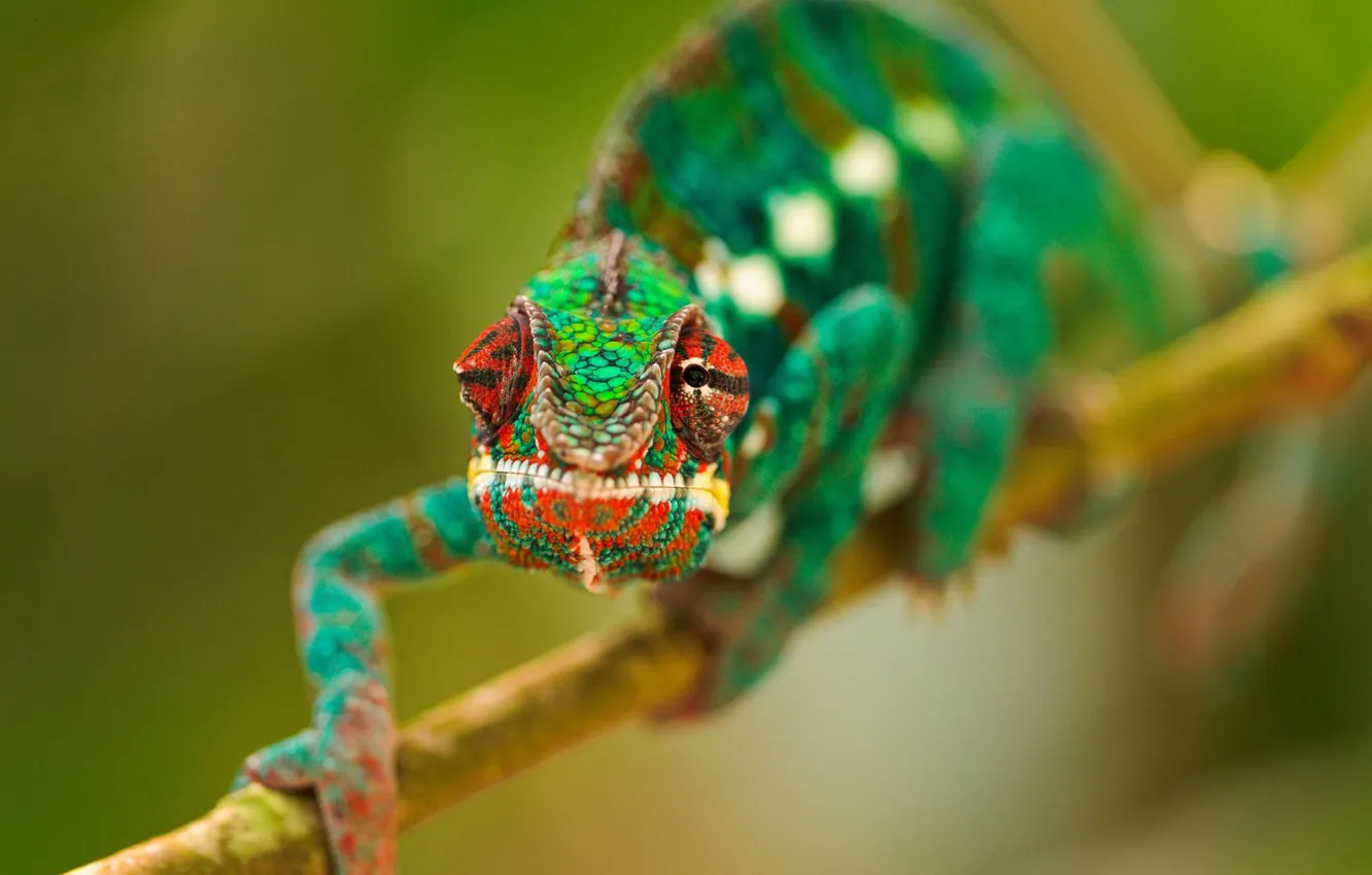 Фото обои глаза, зеленый, хамелеон, ветка