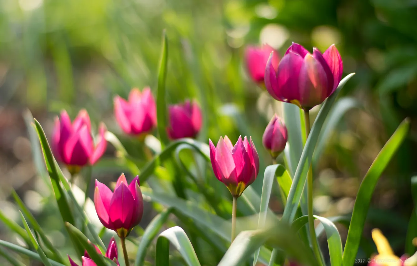 Фото обои весна, тюльпаны, розовые, клумба