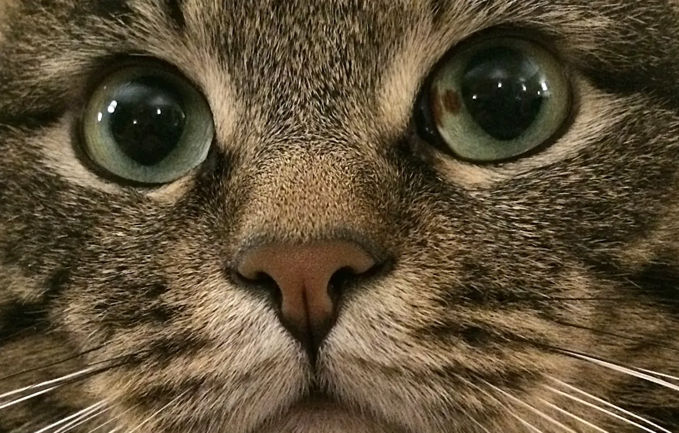 Фото обои полосатый кот, умный кот, хороший кот, добрый кот, кот кузя, нос кота, глаза кота