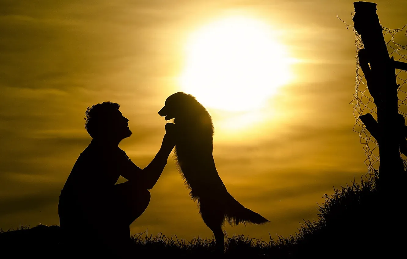 Фото обои солнце, друг, собака, мужчина, силует