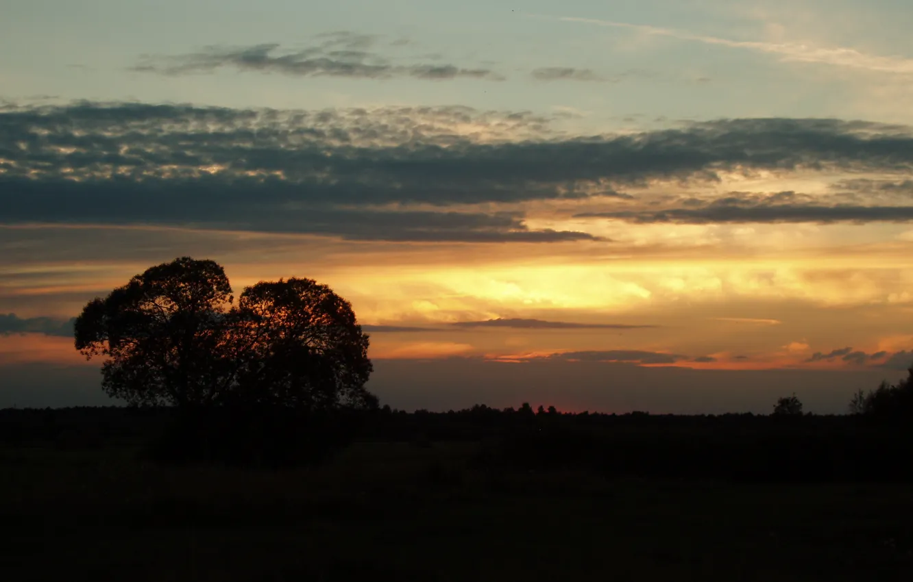 Фото обои небо, облака, тучи, дерево, огненный закат