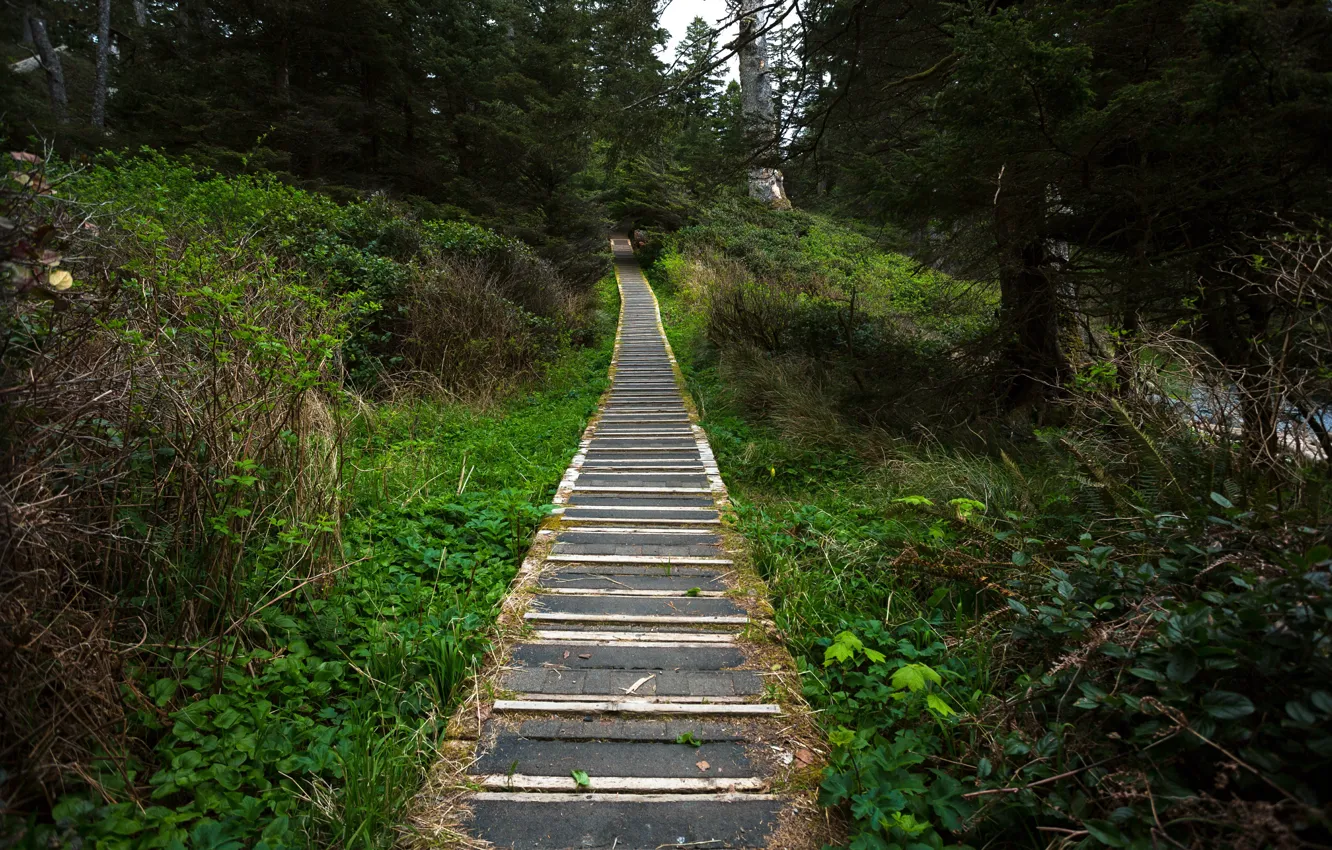 Фото обои Природа, Nature, Дорожка, Path, Зеленый лес, Green forest