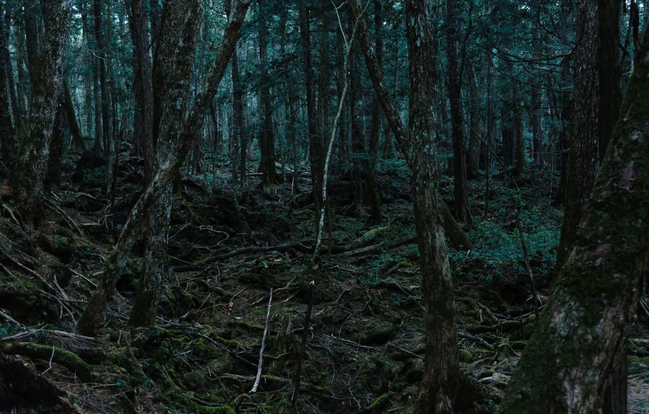 Фото обои деревья, природа, корни, мох, Япония, Japan, лес Аокигахара, Aokigahara Forest