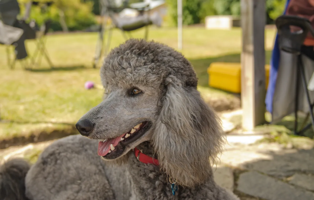 Фото обои друг, собака, лежит, пудель