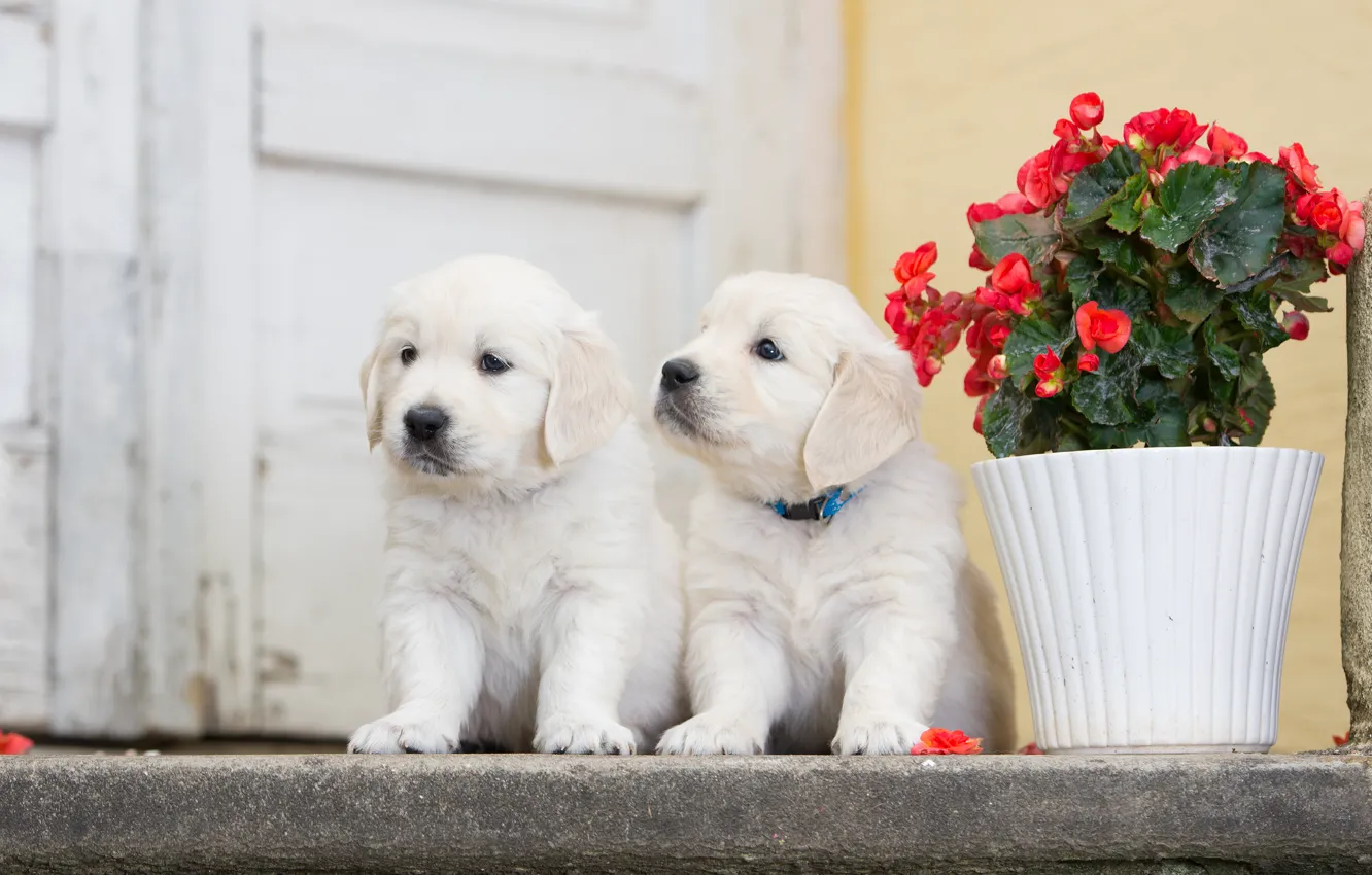 Фото обои собаки, цветок, щенки, парочка, двойняшки, бегония