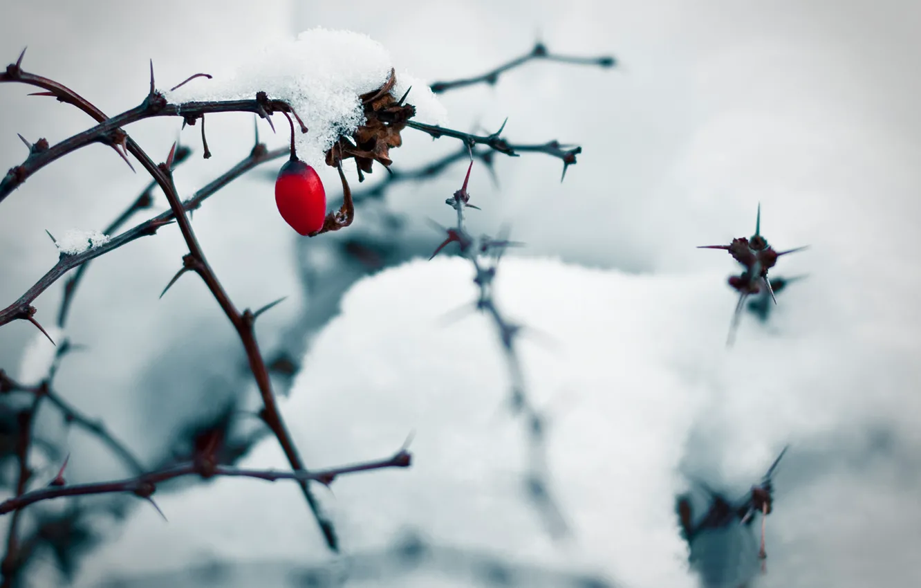 Фото обои лед, снег, ветки, колючки, ягода, шиповник