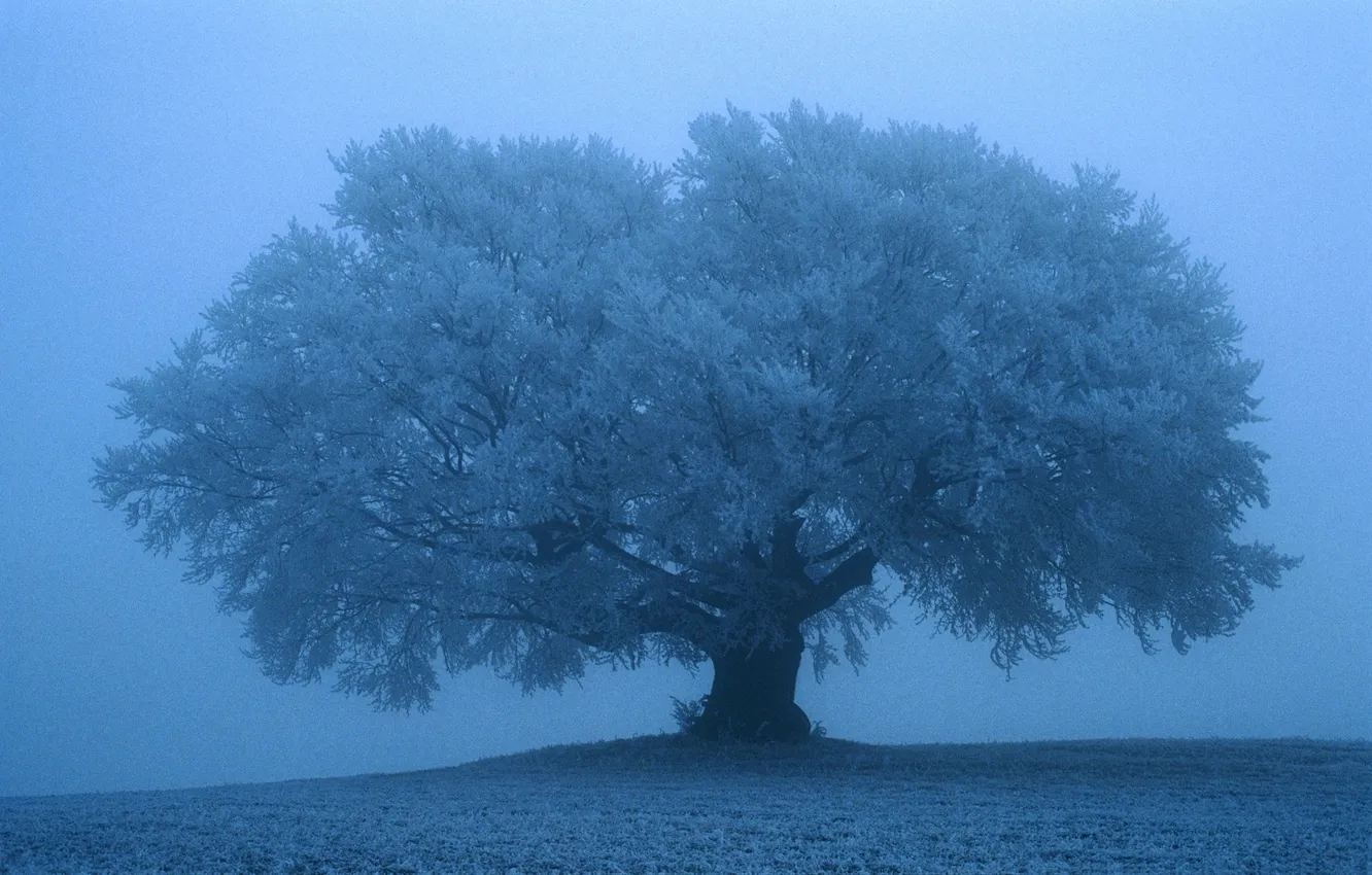 Фото обои Дерево, Снег, Обои