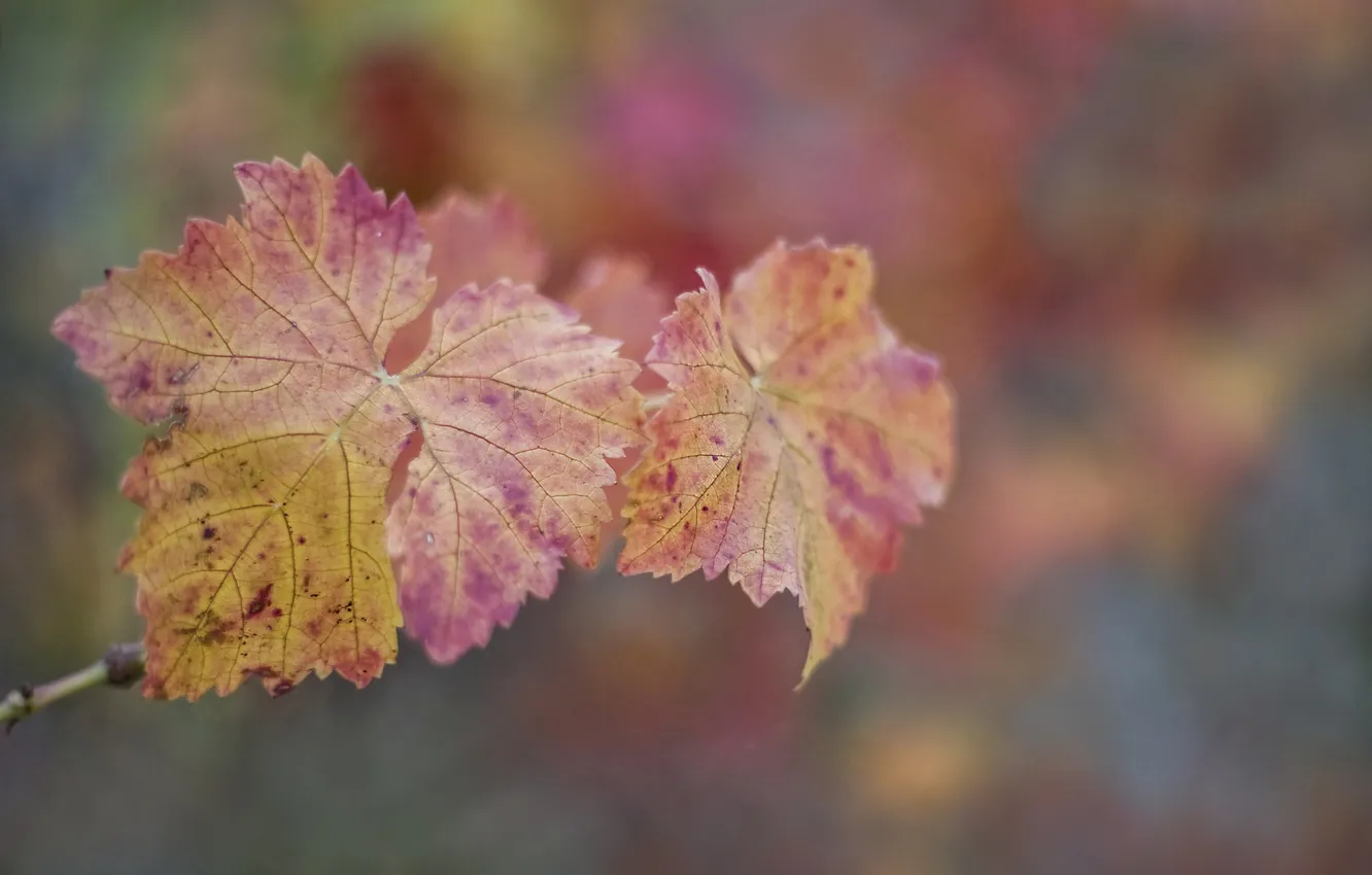 Фото обои осень, листья, макро, виноград