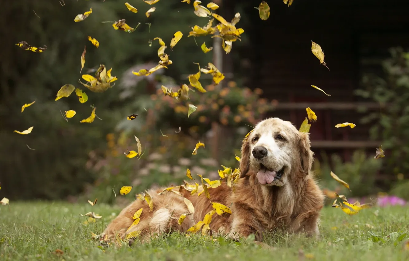 Фото обои листья, друг, собака