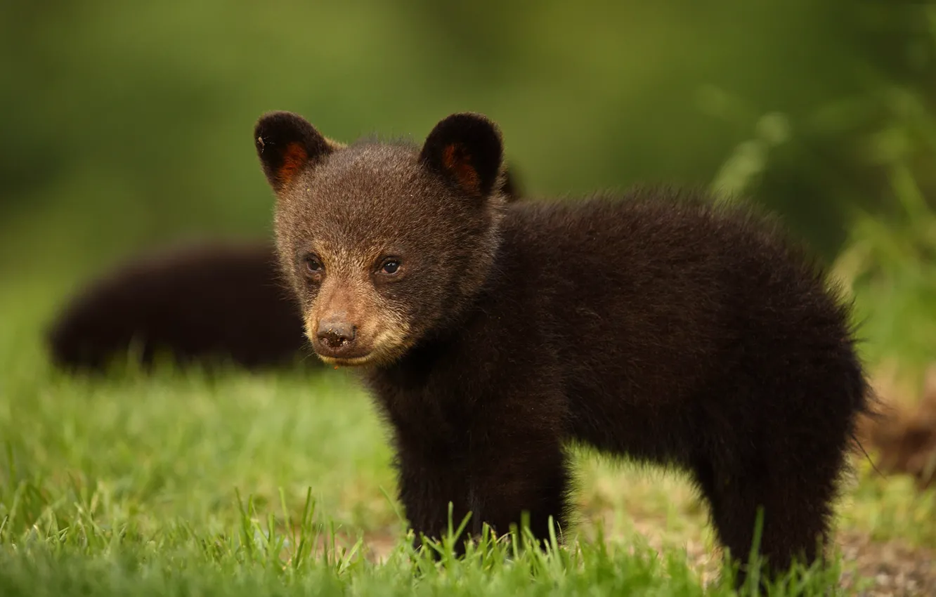 Фото обои взгляд, медвежонок, чёрный медведь, Барибал