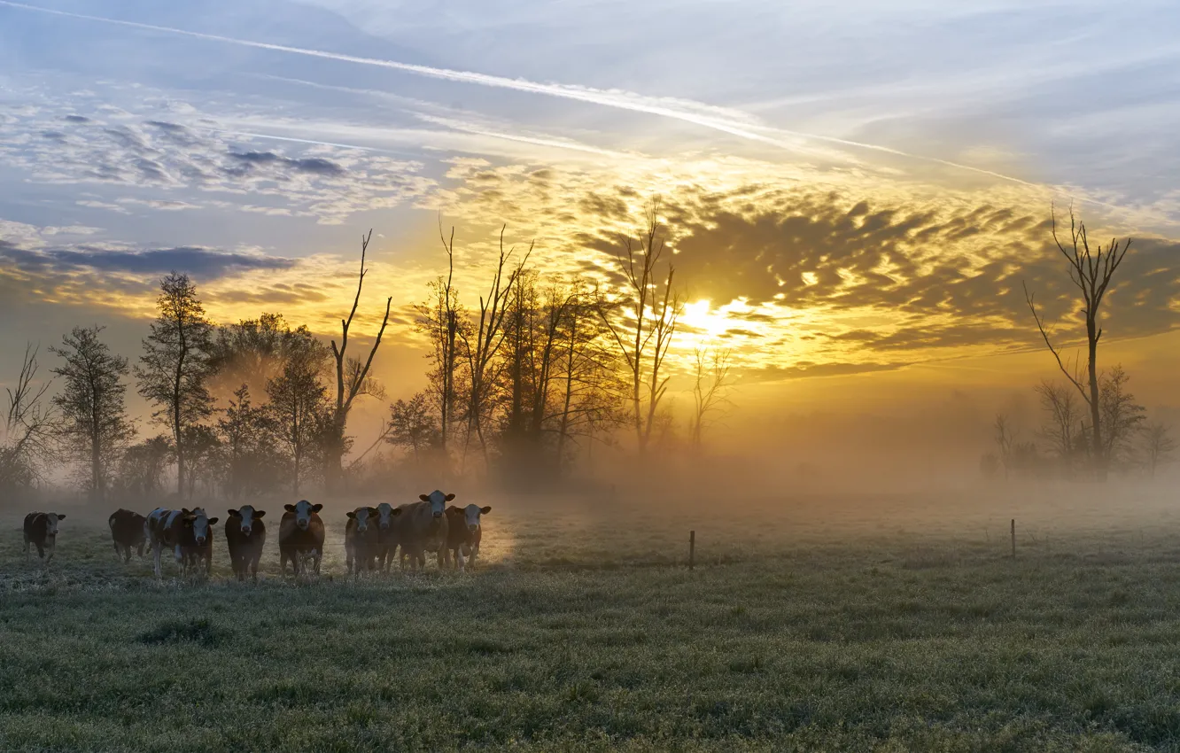 Фото обои ночь, туман, коровы