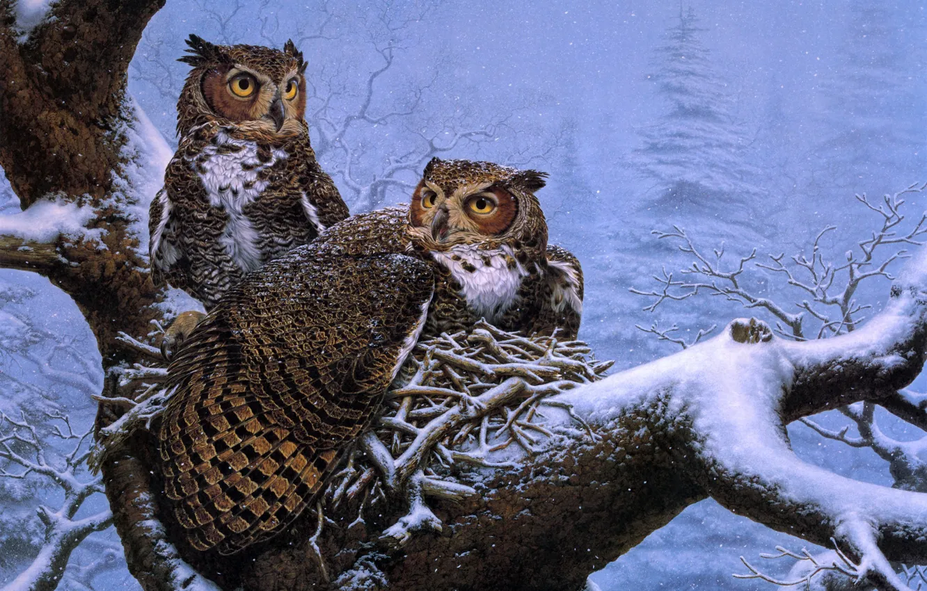Фото обои зима, снег, дерево, сова, ель, гнездо, живопись, совы