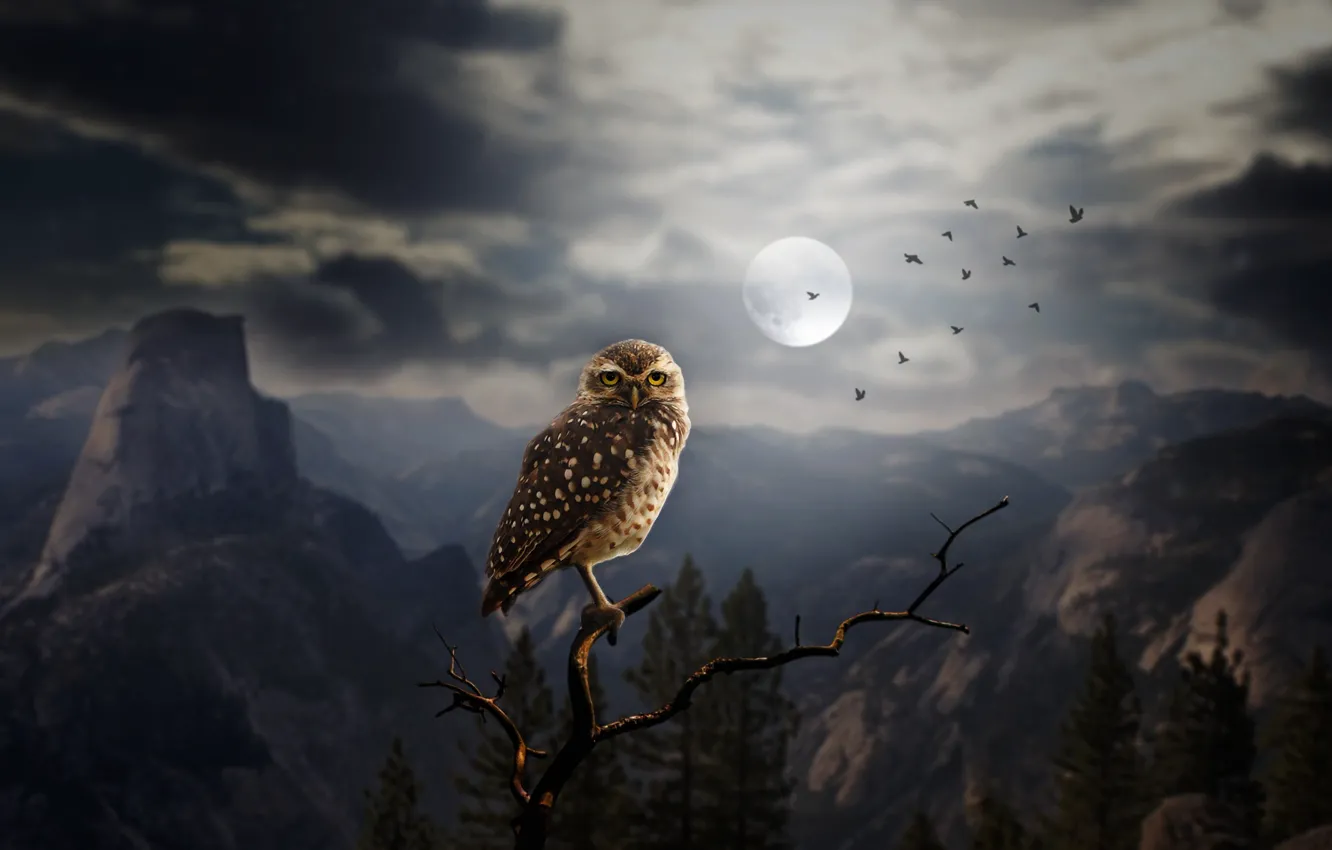 Фото обои лес, деревья, горы, птицы, ночь, скалы, сова, луна