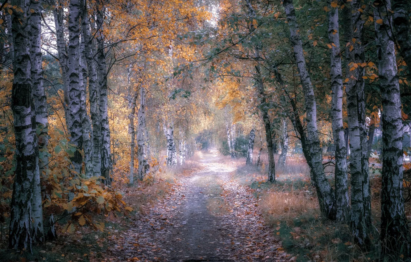 Фото обои берёзы, парк, ветви, дорога, деревья, тропинка, листва, дымка