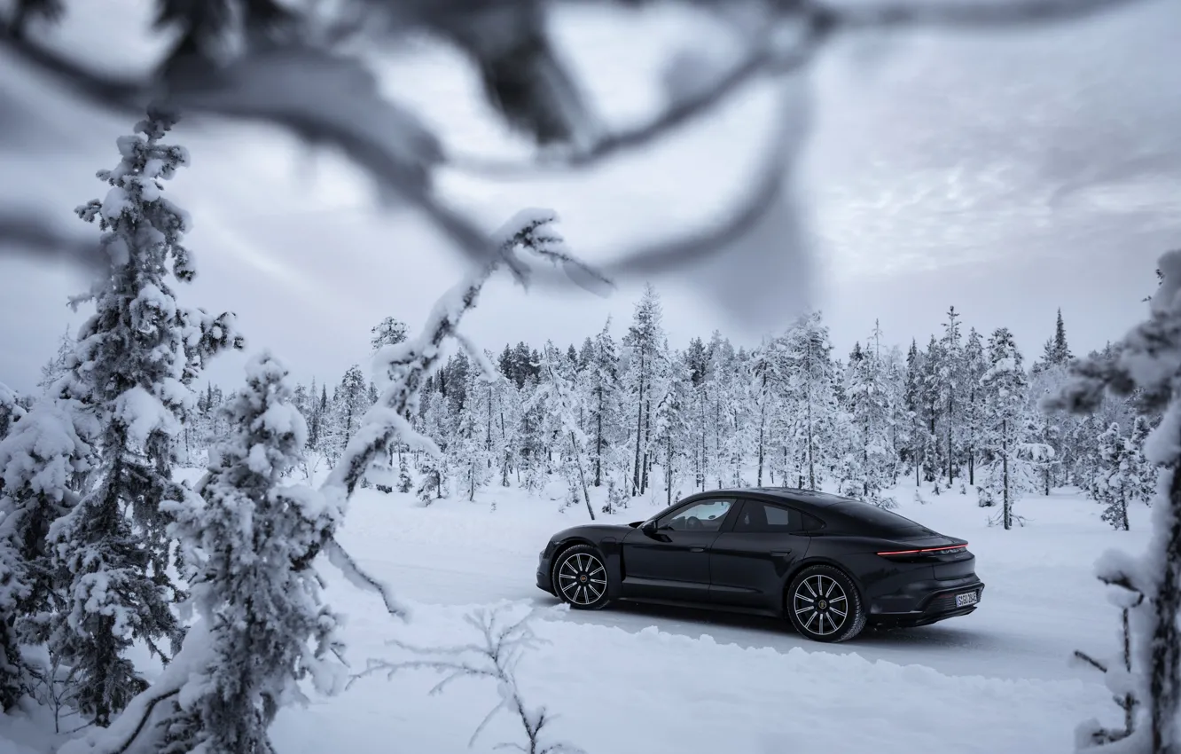 Фото обои снег, чёрный, ветви, Porsche, ели, сосны, 2020, Taycan