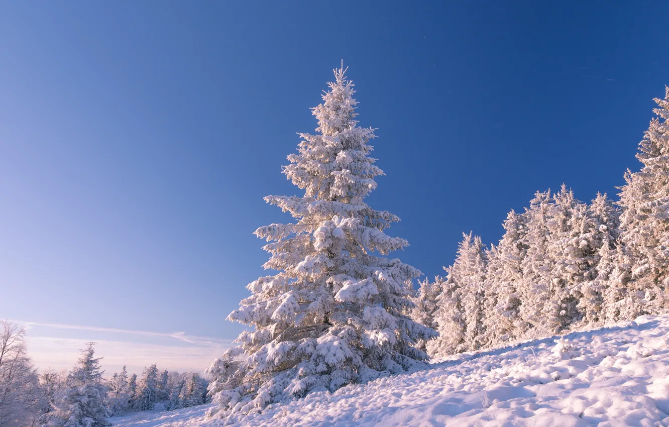 Фото обои зима, небо, снег, деревья, пейзаж, природа, склон