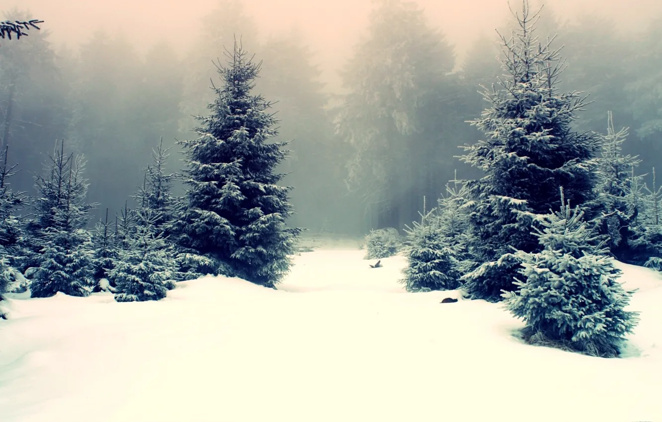 Фото обои зима, природа, лес сугробы кругом