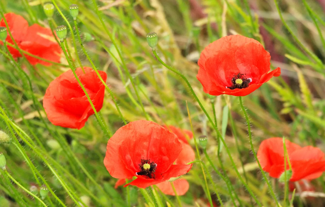 Фото обои red, flower, poppy