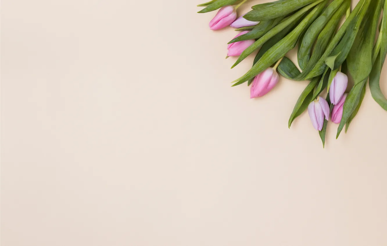 Фото обои цветы, тюльпаны, розовые, fresh, pink, flowers, tulips, spring