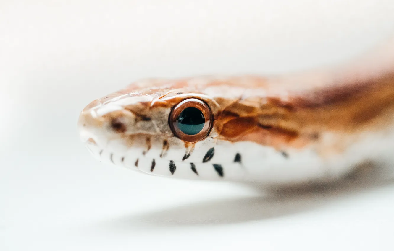 Фото обои snake, eye, scales