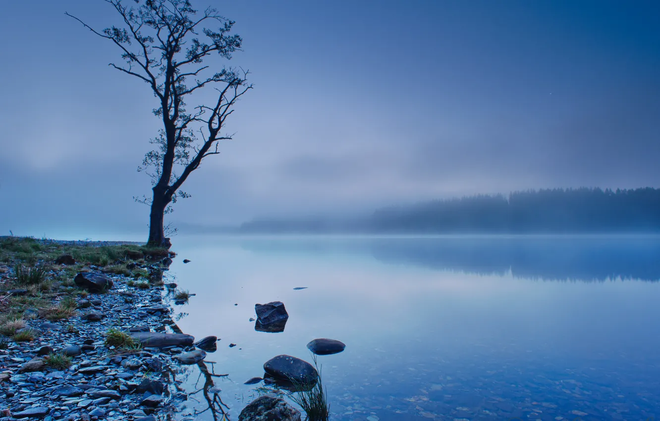 Фото обои лес, небо, деревья, туман, озеро, отражение, синева, дерево