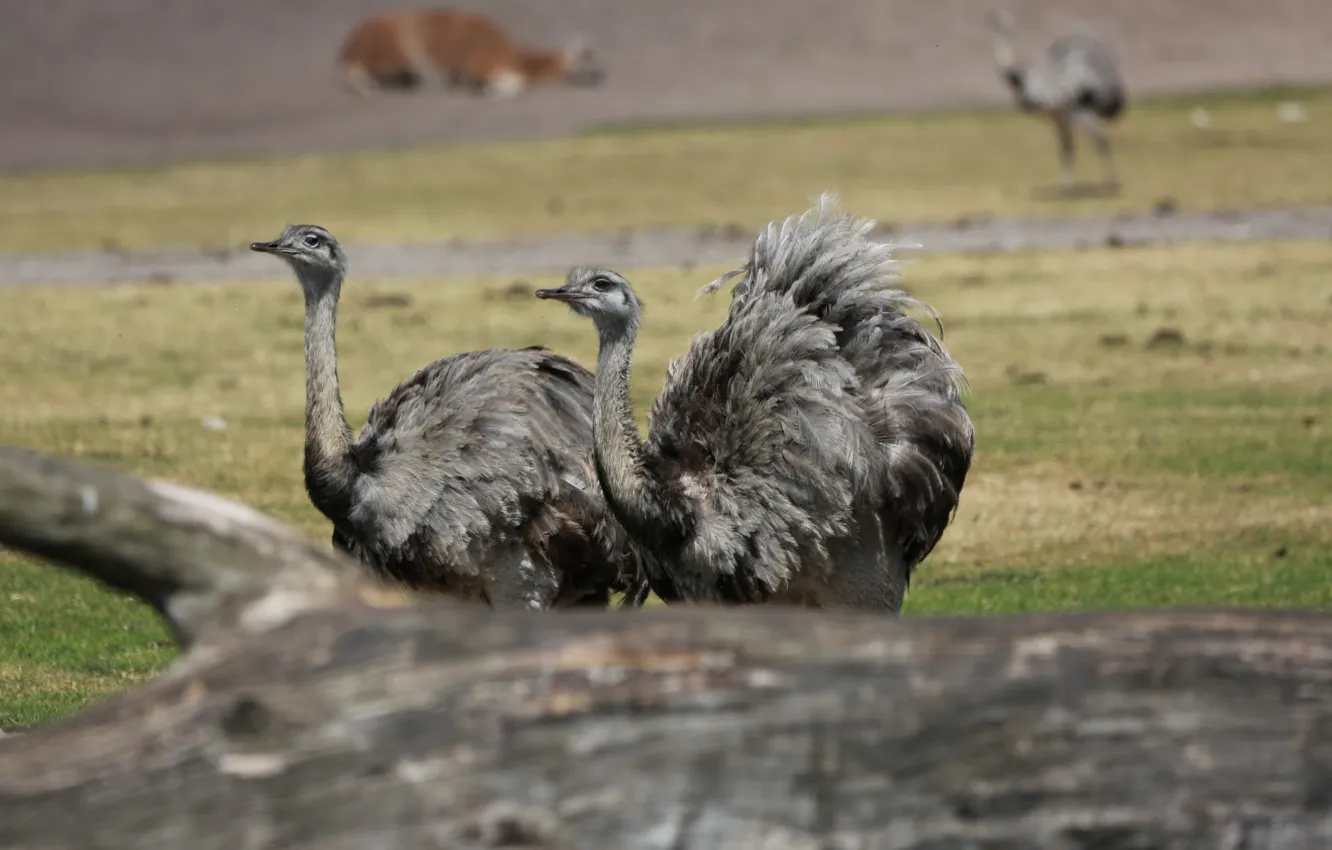 Фото обои Парк, Американский страус, Нанду