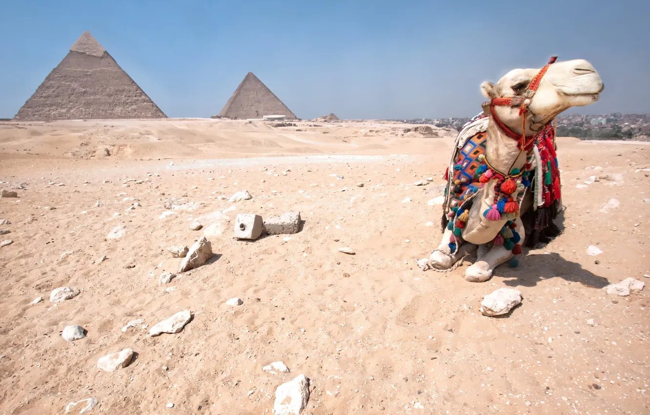 Фото обои верблюд, пирамиды, египет