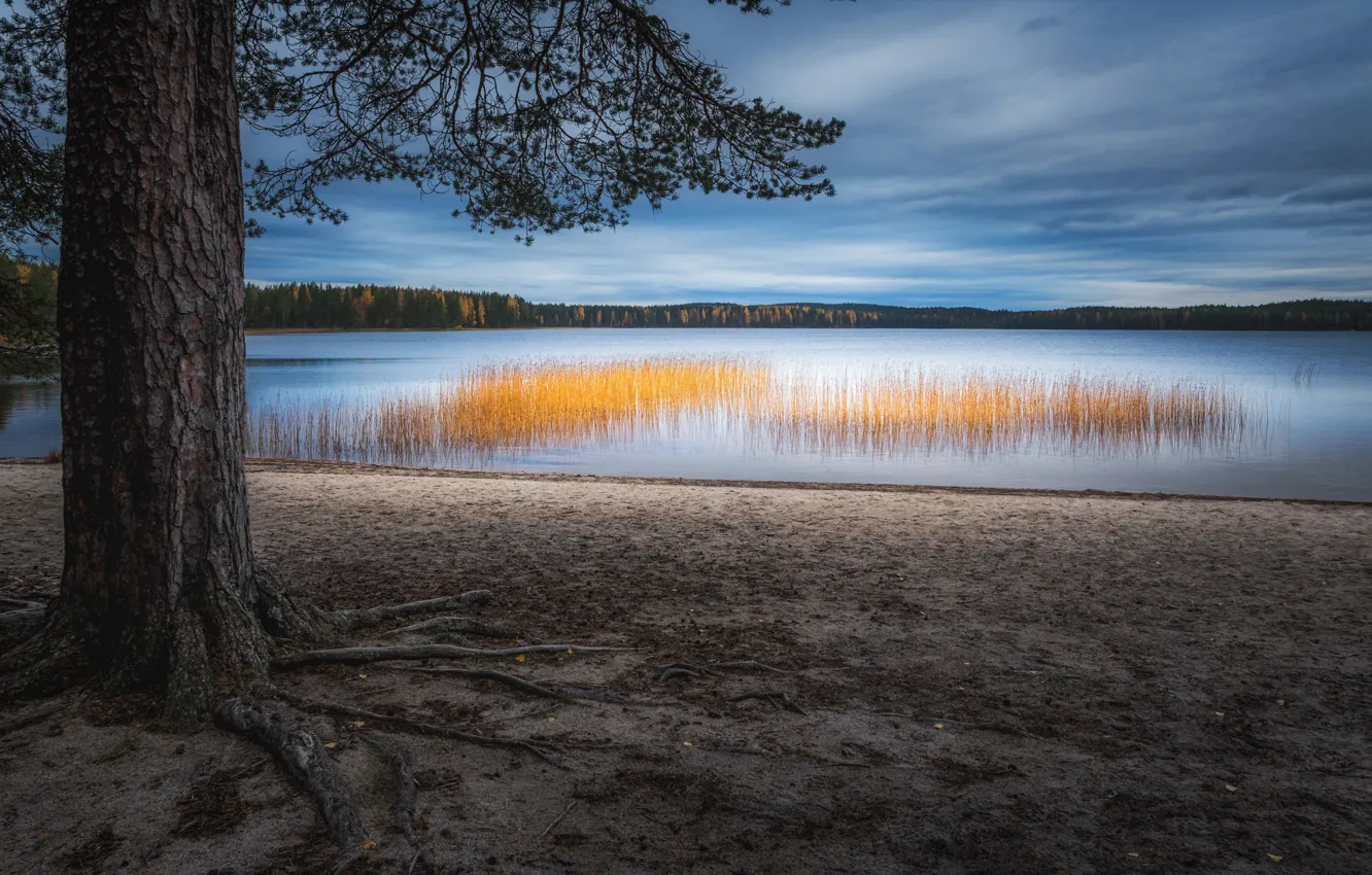 Фото обои озеро, дерево, камыш