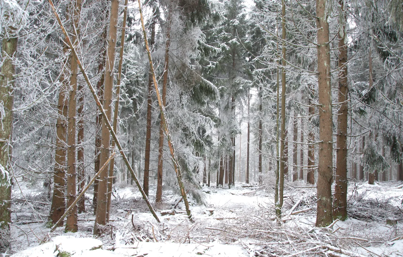 Фото обои Зима, Снег, Лес, Мороз, Winter, Frost, Snow, Forest