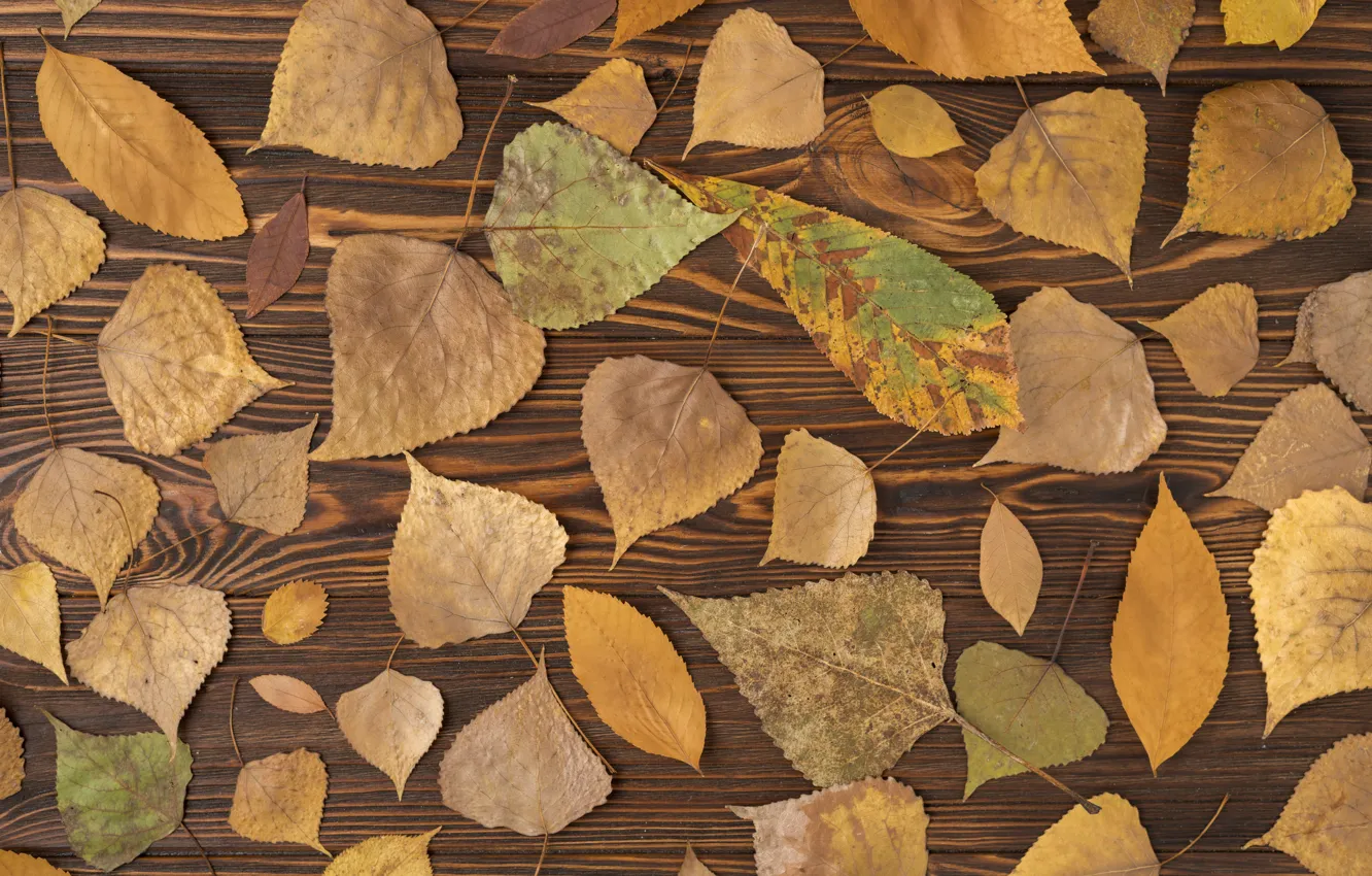 Фото обои осень, листья, фон, дерево, colorful, wood, background, autumn