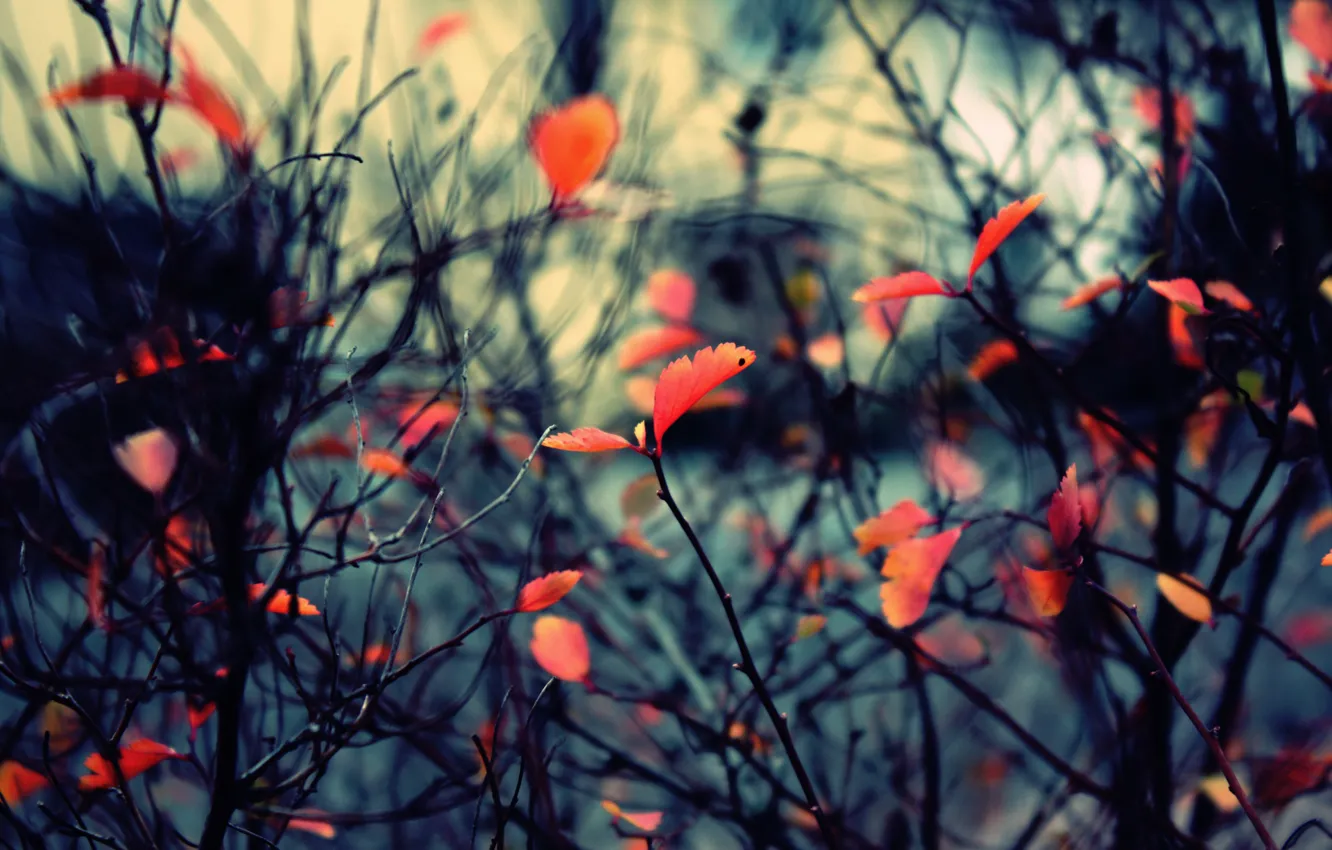 Фото обои осень, ветки, природа, листва