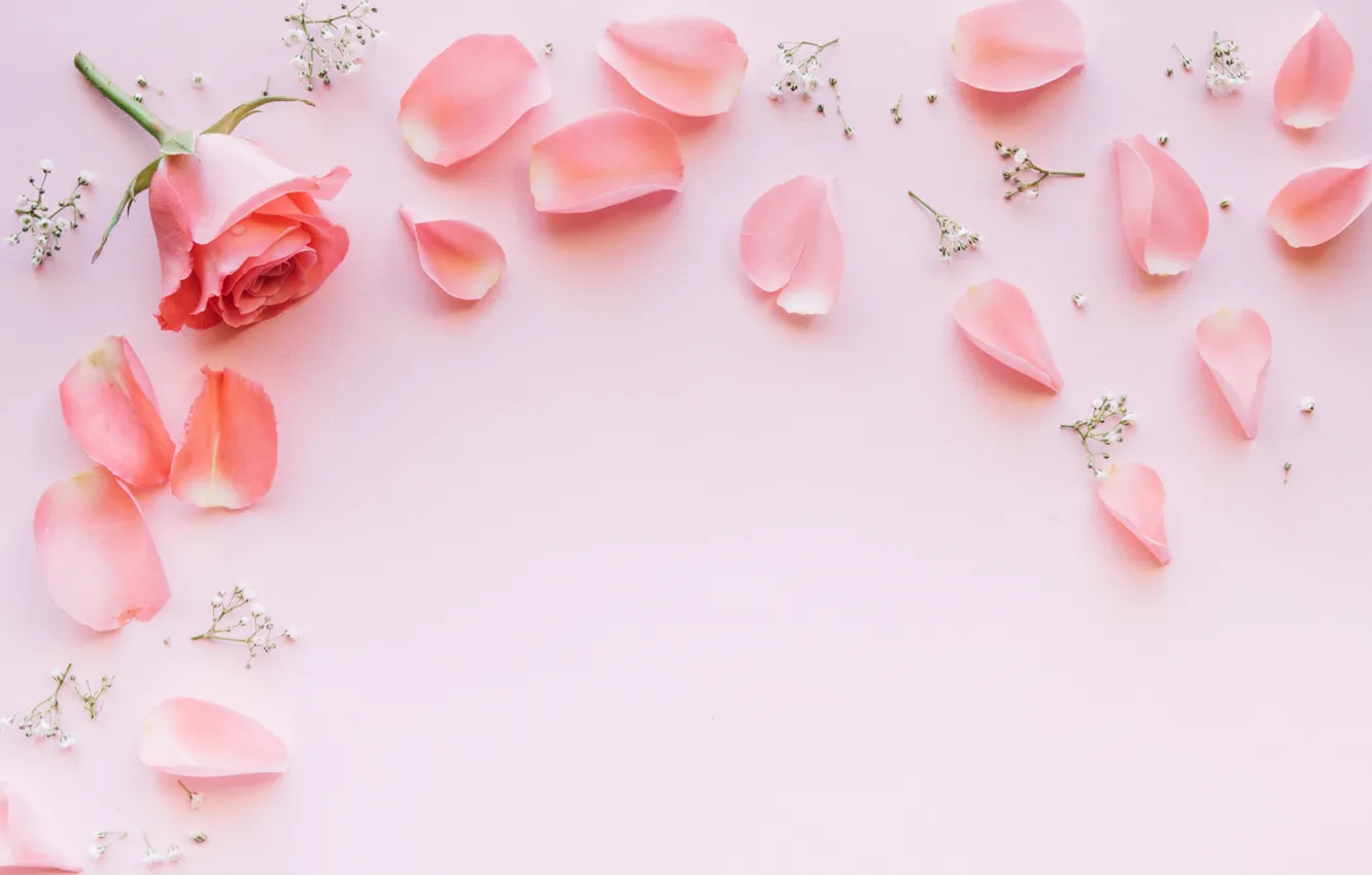 Фото обои цветы, розы, лепестки, розовые, rose, fresh, pink, flowers