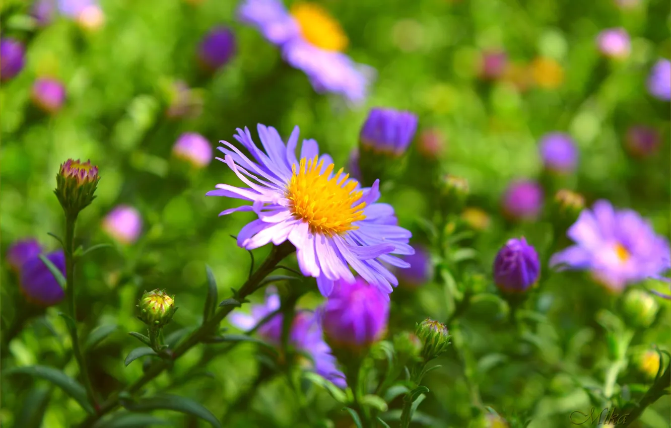 Фото обои Цветочки, Flowers, Сиреневые цветы