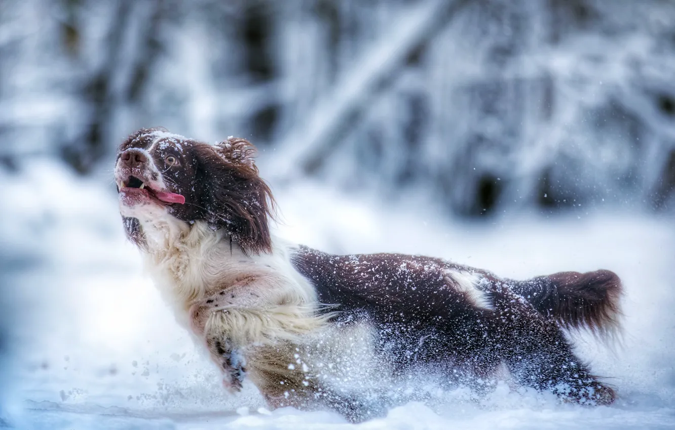 Фото обои зима, природа, друг, собака