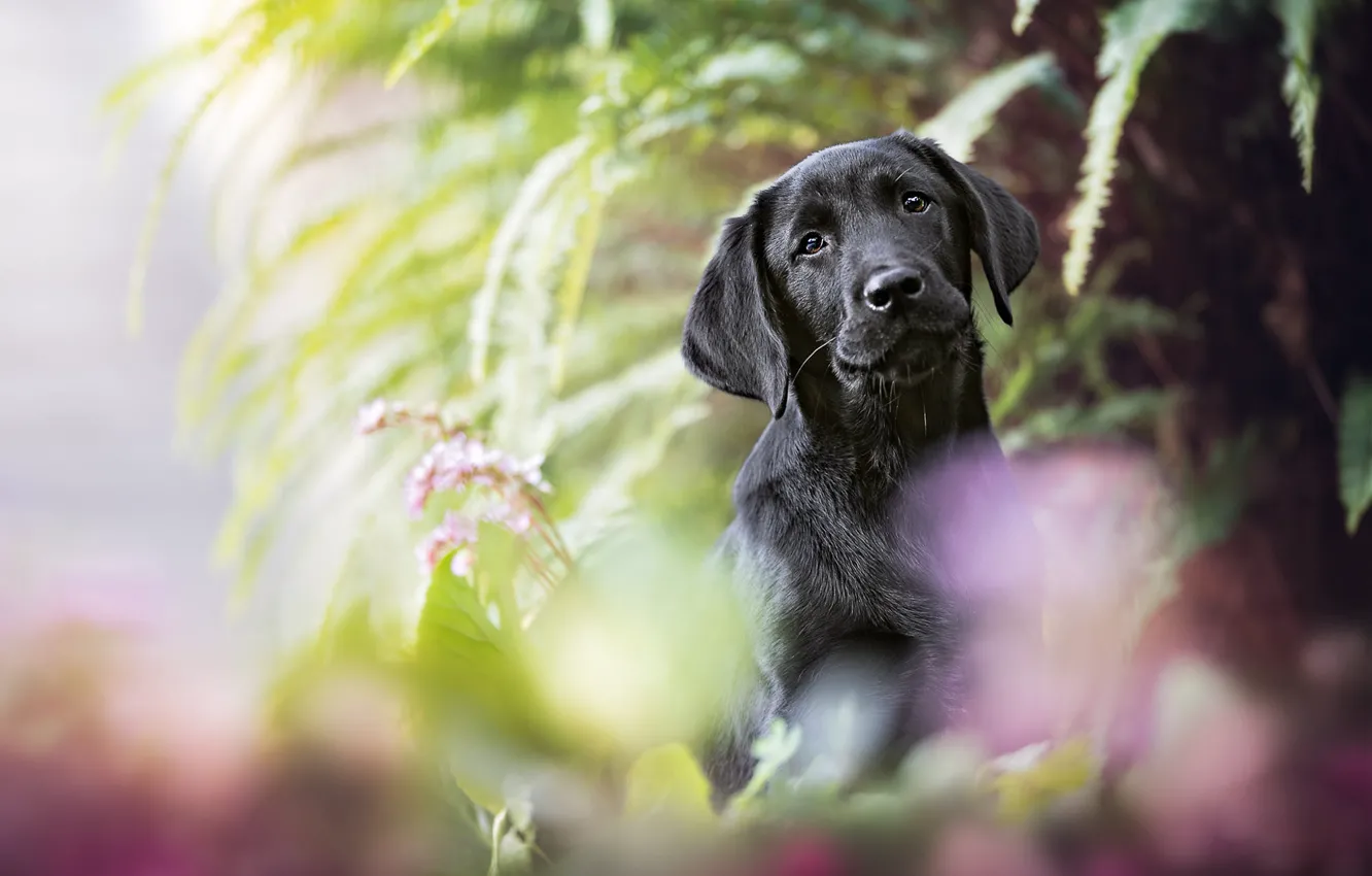 Фото обои лето, листья, цветы, фон, черный, портрет, собака, размытие