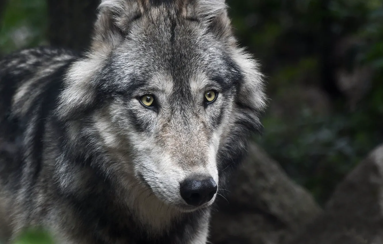 Фото обои predator, wolf, look, muzzle