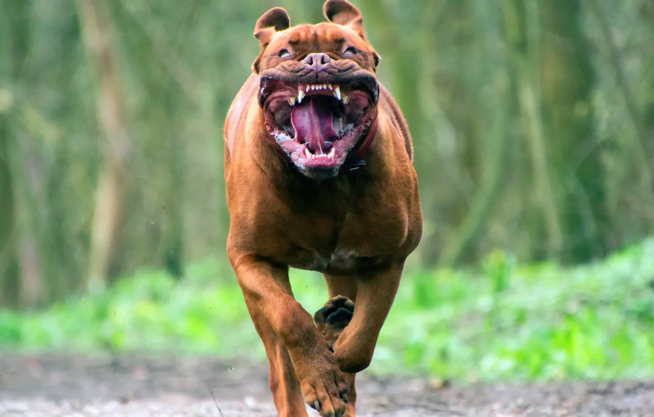 Фото обои Собака, Бег, Зубы, Пасть, Животное, Бордоский дог, Смешной, Бордоский мастиф