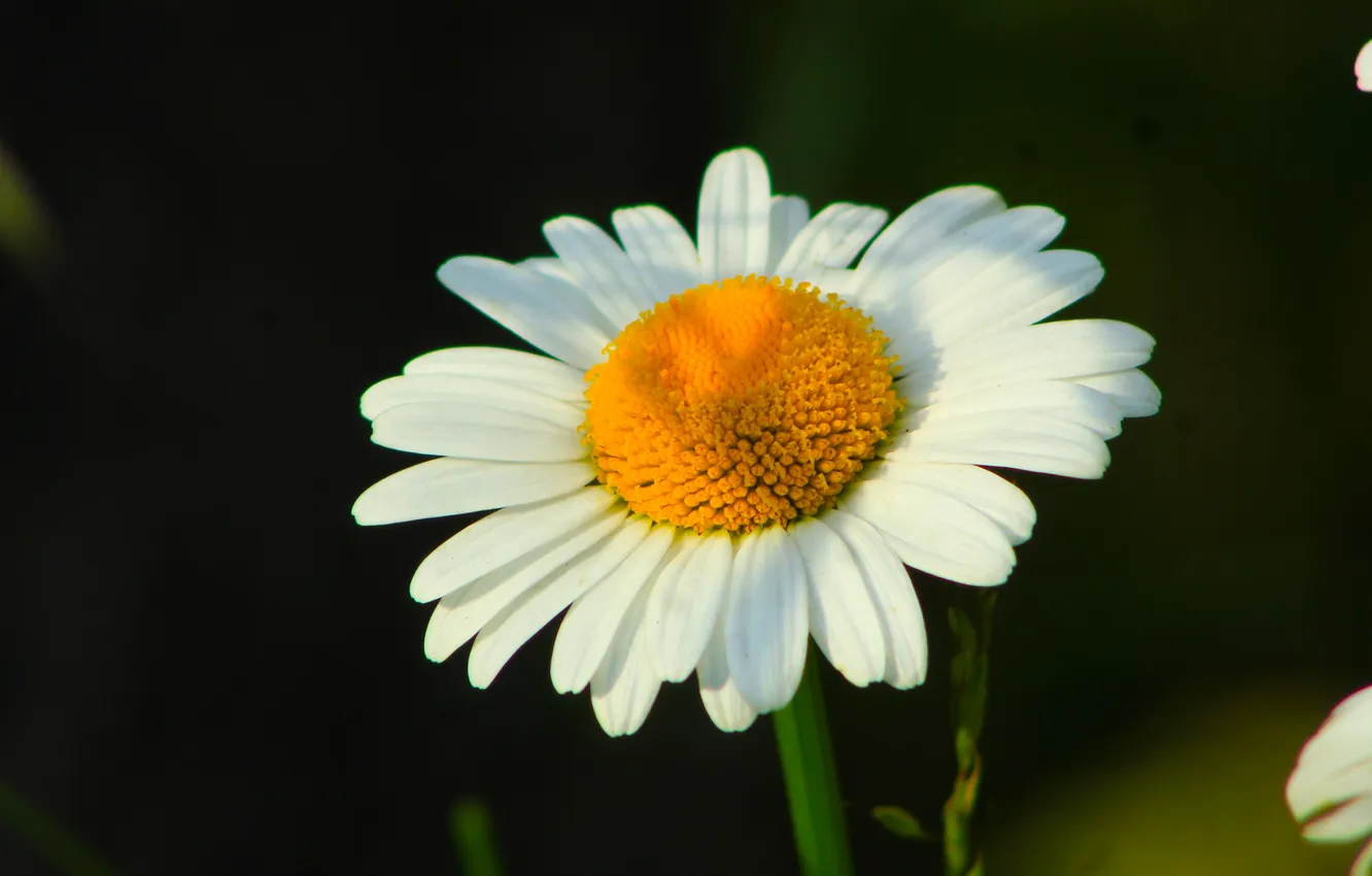 Фото обои white, flower, blooming