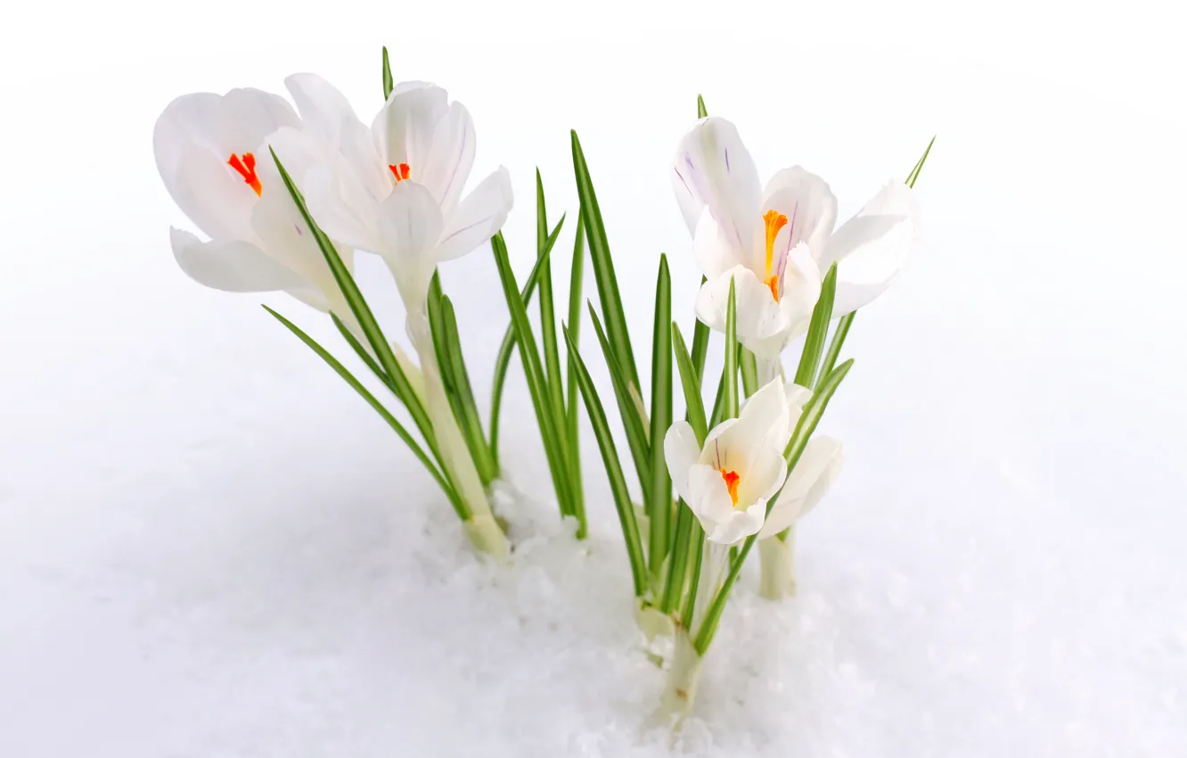 Фото обои снег, природа, весна, крокус
