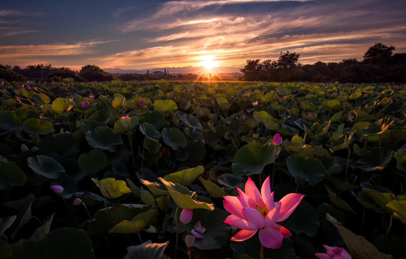 Фото обои Lotus, Sunrise, Field