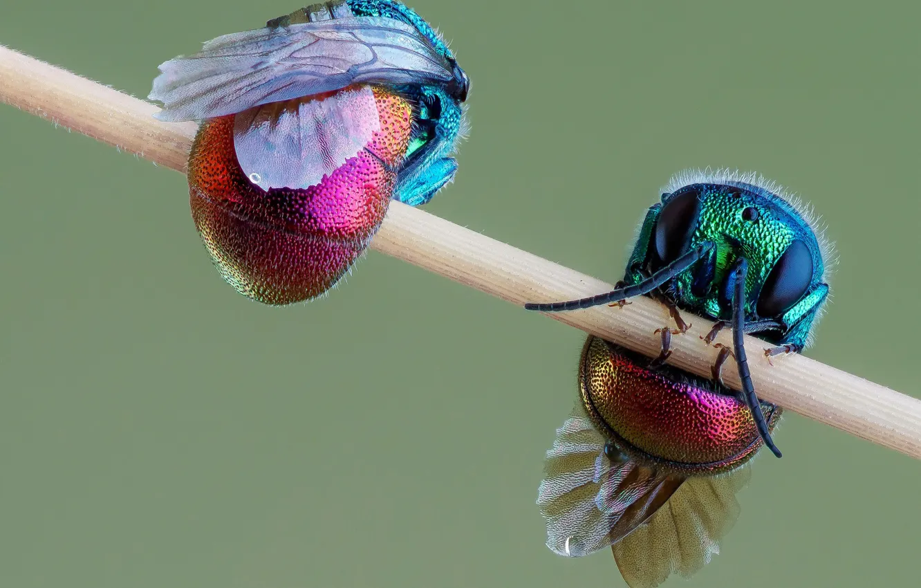 Фото обои насекомое, парочка, осы-блестянки