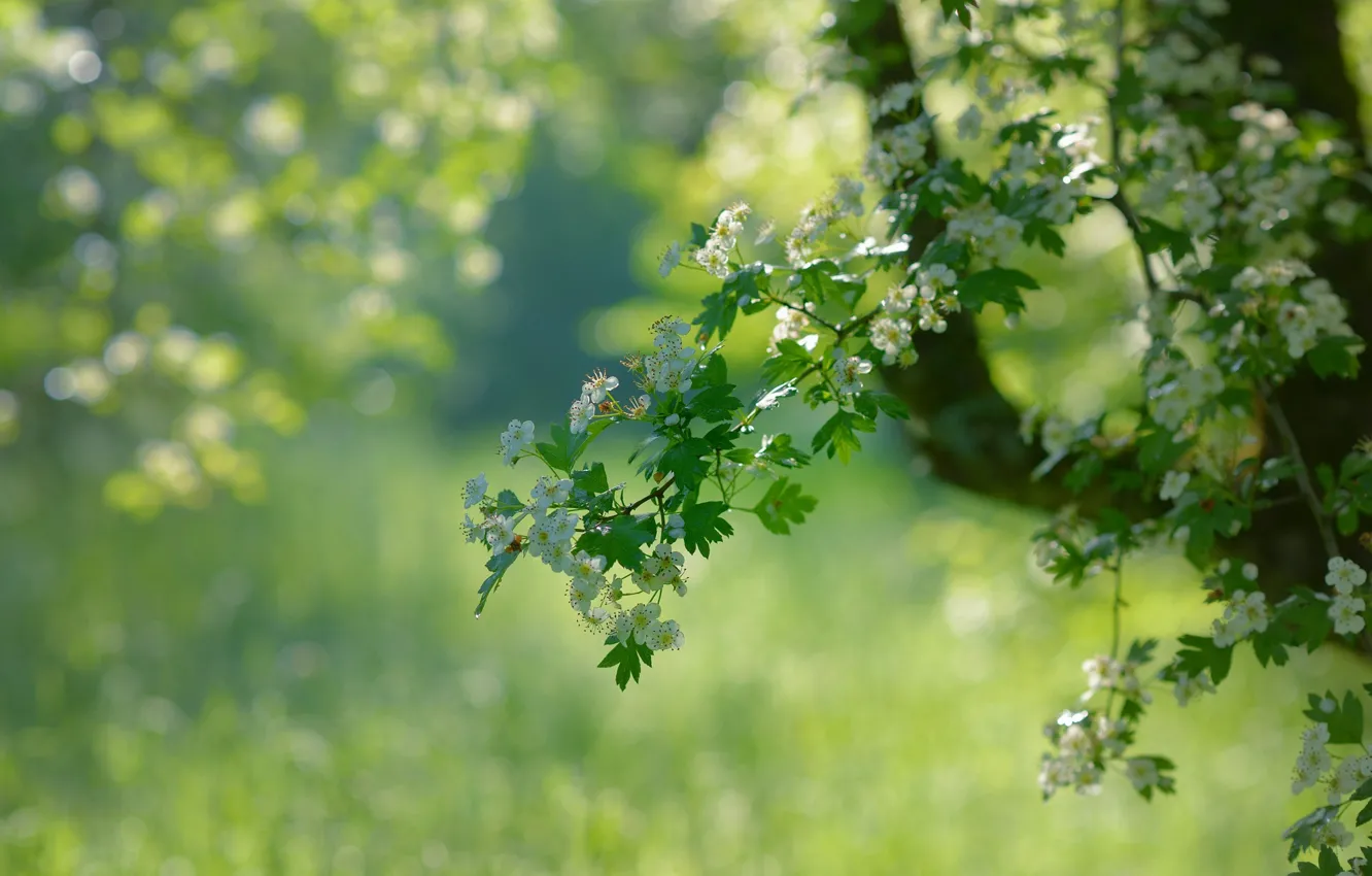 Фото обои зелень, природа, дерево, ветка, весна, цветение, боке