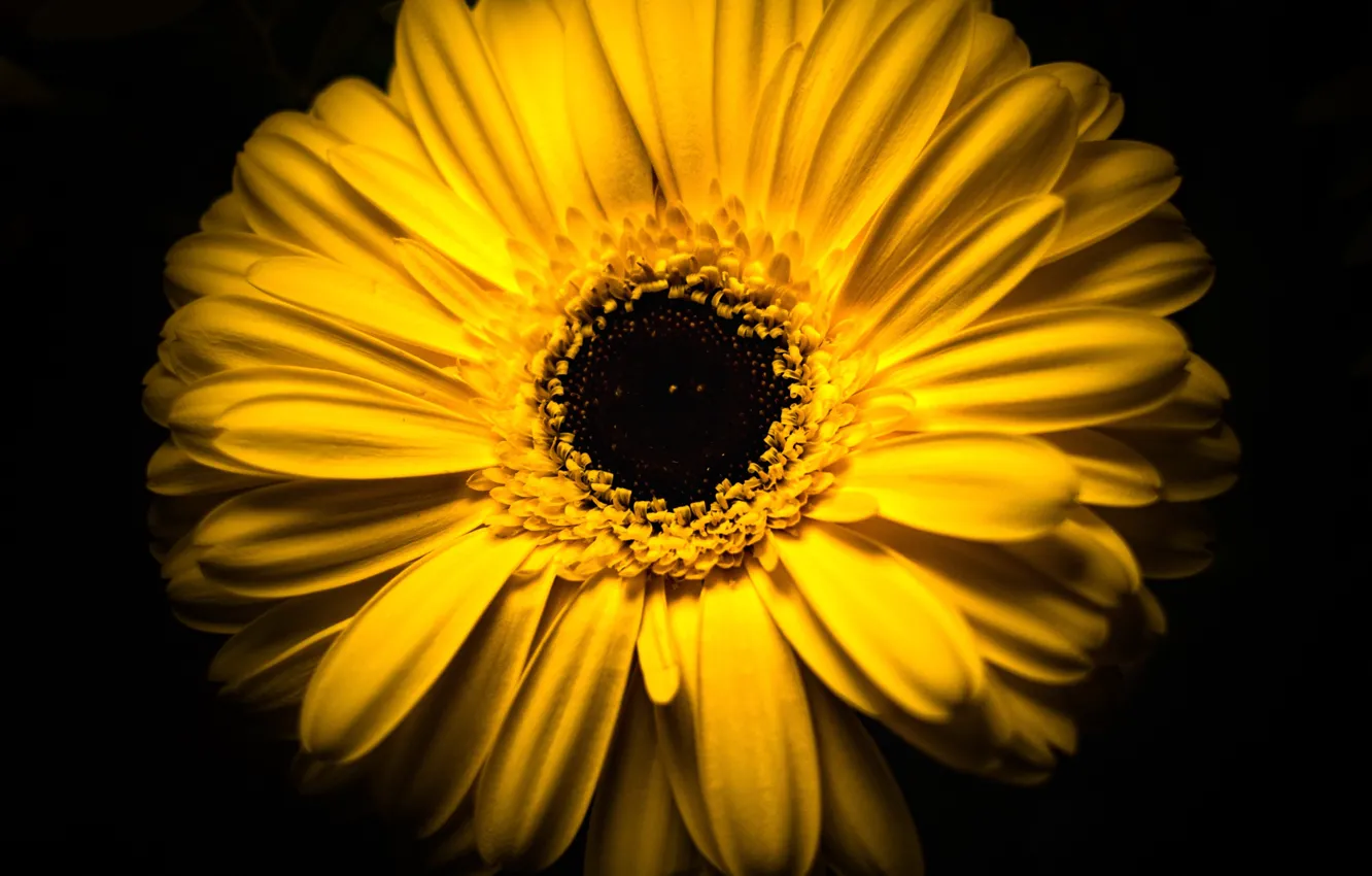 Фото обои цветок, макро, жёлтый, фон, лепестки