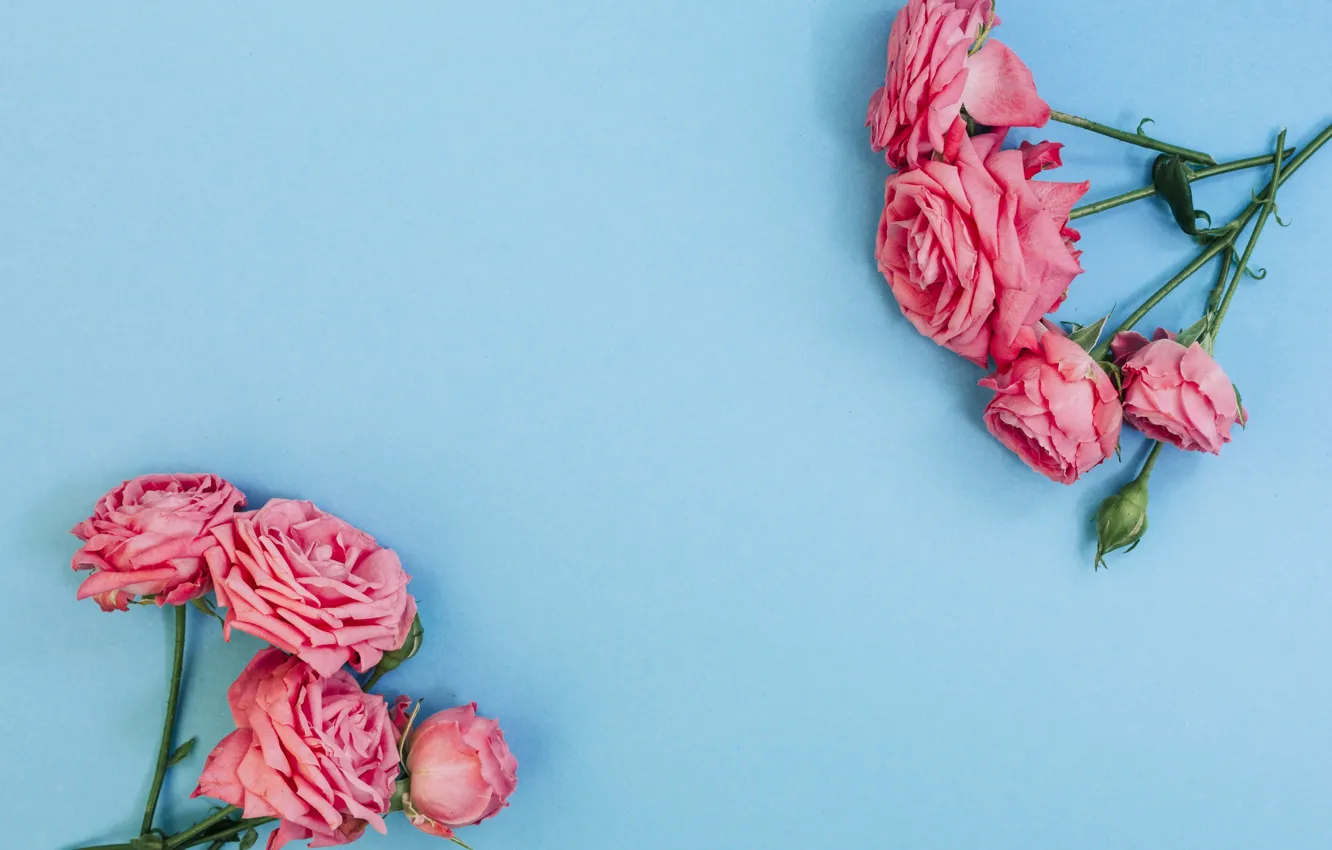 Фото обои цветы, розы, розовые, pink, flowers, beautiful, голубой фон, roses