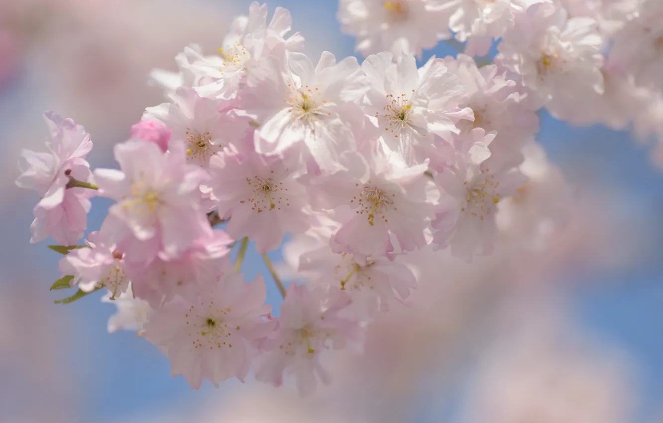 Фото обои свет, цветы, ветки, вишня, размытие, весна, сакура, нежные