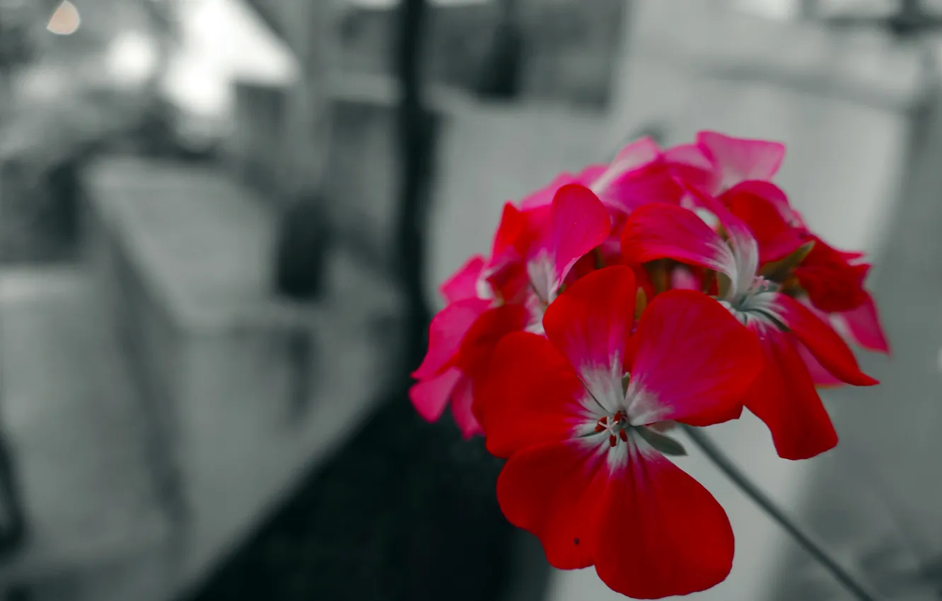 Фото обои макро, цветы, природа, one point color