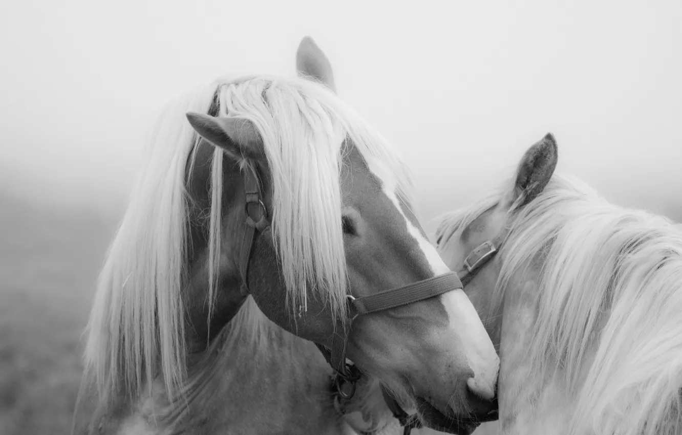 Фото обои природа, фон, кони